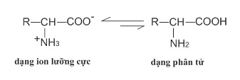 Cấu tạo phân tử của amino axit&nbsp;