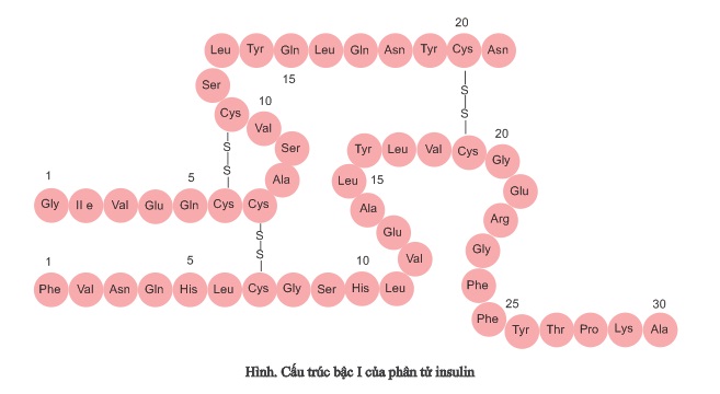 Hình ảnh về Amino axit Peptit và Protein