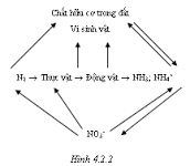 Chu trình của N trong tự nhiên