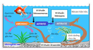 Chu trình của N trong tự nhiên