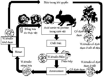Chu trình của N trong tự nhiên