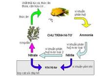 Chu trình của N trong tự nhiên