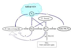 Chu trình của N trong tự nhiên