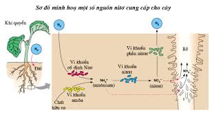 Sơ đồ cung cấp N cho cây trồng