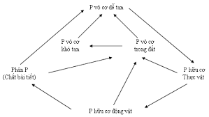 Chu trình của P